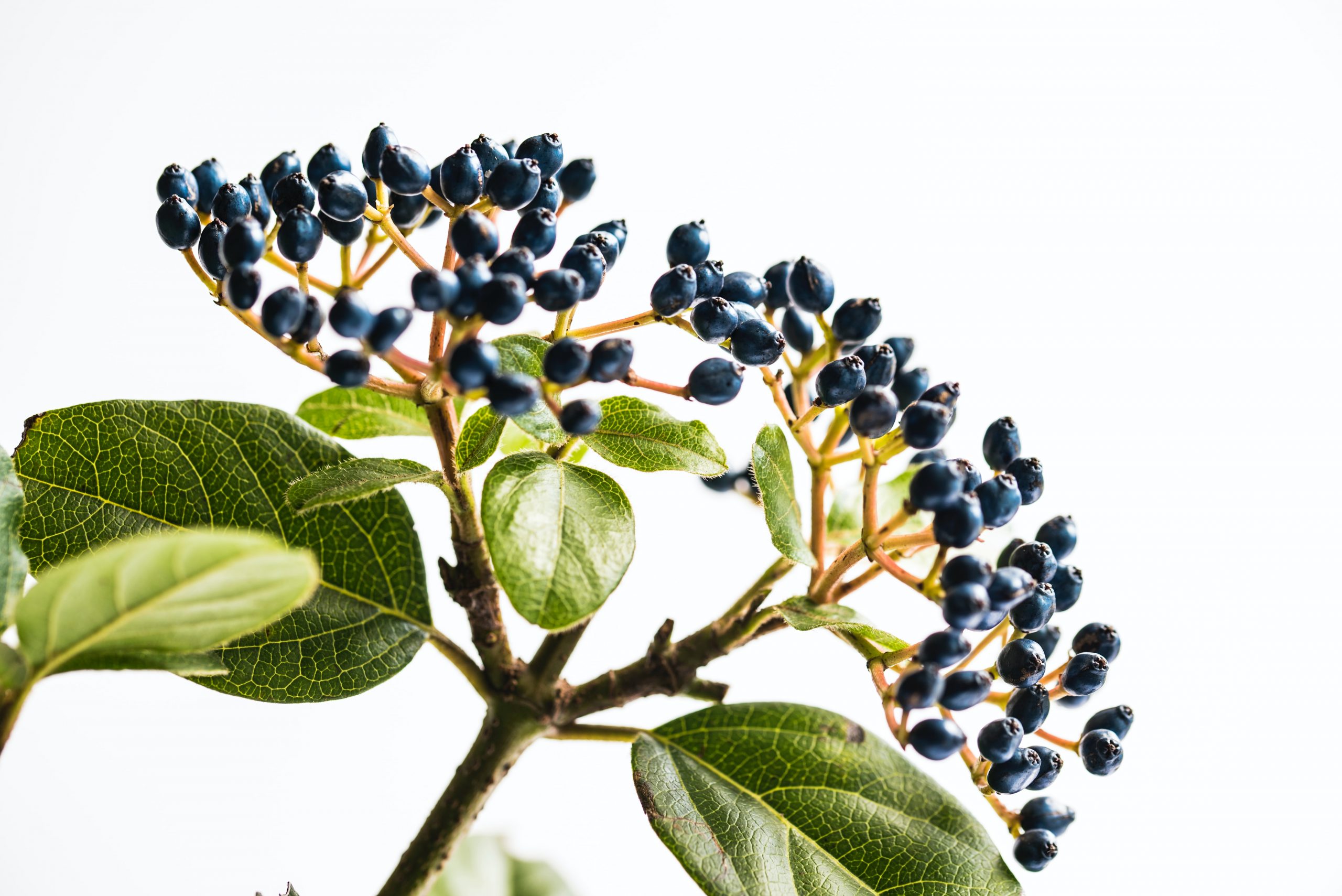 joanna-kosinska-rN0PNH9G-WE-unsplash berry